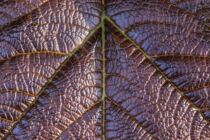 Leaf veins of a purple leaf Leaf veins of a purple leaf